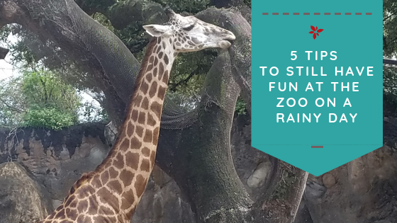Tips to still have fun on a rainy day at the Houston Zoo (or any zoo)