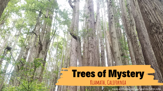 Trees of mystery – a must see stop in Northern California to see the redwood trees and paul bunyan
