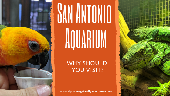 San Antonio Aquarium gets 12 thumbs up from our family – a review